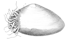 Колония Monobrachium parasitum на раковине двустворчатого моллюска Macoma calcarea