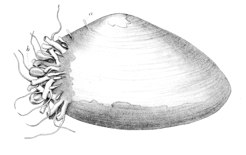 File:Monobrachium parasitum.png