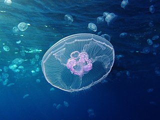 <i>Aurelia aurita</i> Species of jellyfish