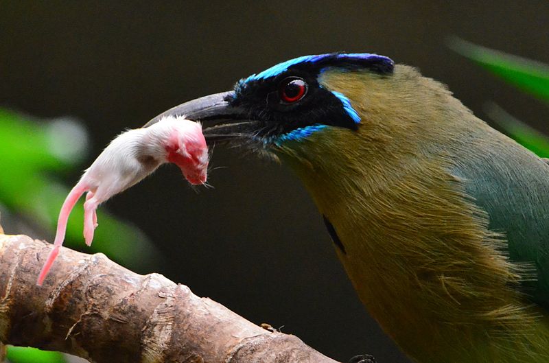 File:Motmot with prey.jpg