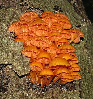 <i>Mycena leaiana</i> Species of fungus