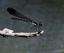 Myristica Sapphire, ( Calocypha laidlawi ); a damselfly found only in Myristica swamps. Myristica Sapphire ( Calocypha laidlawi) Male.JPG