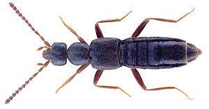 Myrmecopora