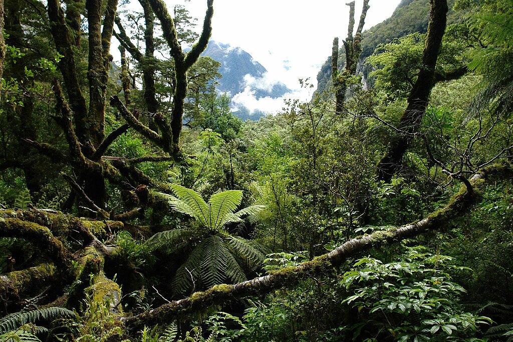 File:NZ Southern Island forest.jpg - Wikimedia Commons