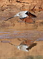 Namaqua dove, Oena capensis, at Mapungubwe National Park, Limpopo, South Africa (17468688103).jpg