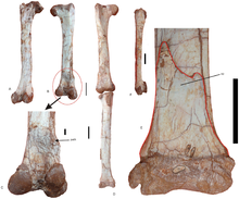 leg bones Nankangia leg bones.png