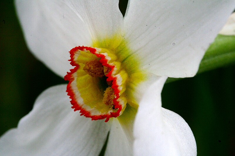 File:Narcissus poeticus ENBLA04.jpg