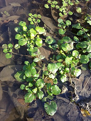 Nasturtium officinale (s. str.) sl9.jpg