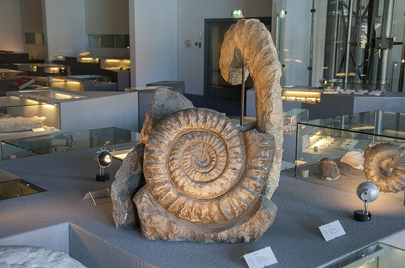 File:Naturalis 038.jpg