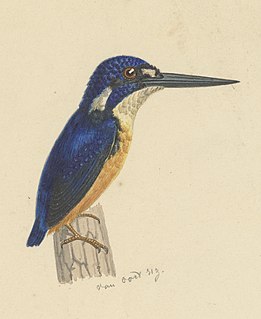 <span class="mw-page-title-main">Papuan dwarf kingfisher</span> Species of bird