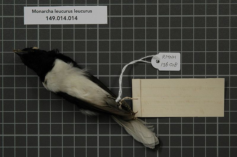 File:Naturalis Biodiversity Center - RMNH.AVES.136018 2 - Monarcha leucurus leucurus Gray, 1858 - Monarchidae - bird skin specimen.jpeg