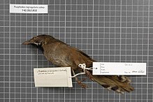 Naturalis Biodiversity Center - RMNH.AVES.146843 2 - Psophodes nigrogularis subsp. - Turdidae - bird skin specimen.jpeg