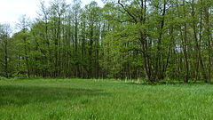 Naturdenkmal Nasswiese am Hechtgraben (ND-H 161)