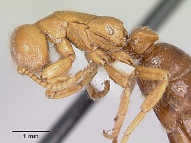 Neivamyrmex carolinensis