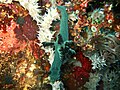 Nembrotha milleri Philippines2.jpg