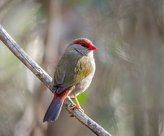 Red-browed finch species of bird