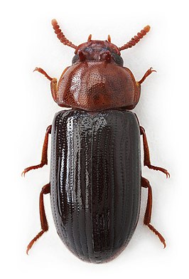 Neomida haemorrhoidalis