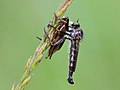 Neomochtherus geniculatus (Meigen, 1820) eat Ectobius lapponicus (Linnaeus, 1758)