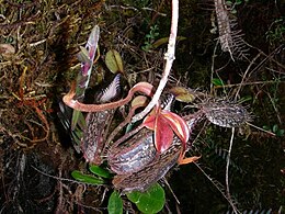 An offshoot from an old climbing stem bearing bright red laminae and disproportionately large rosette pitchers Nepenthes hamata12.jpg