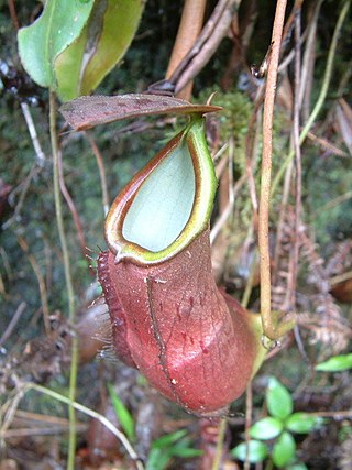 <i>Nepenthes longifolia</i> Species of pitcher plant from Sumatra