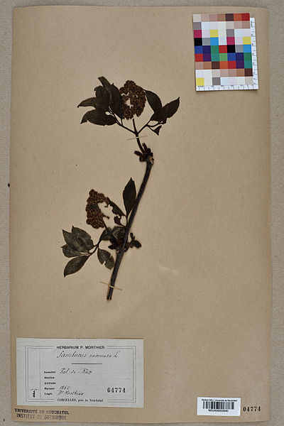 File:Neuchâtel Herbarium - Sambucus racemosa - NEU000003940.jpg