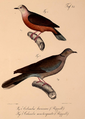 Neue Wirbelthiere zu der Fauna von Abyssinien gehörig (1835) Columba larvata & Streptopelia semitorquata.png