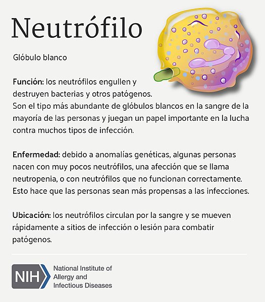 File:Neutrófilo (Neutrophil) (36583987456).jpg