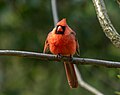 Thumbnail for File:Northern cardinal in Prospect Park (60690).jpg