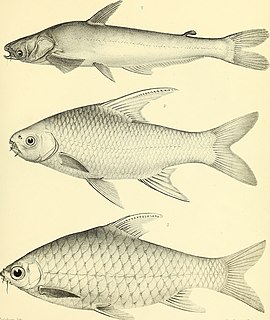 <i>Cosmochilus harmandi</i> Species of fish