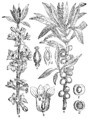 Daphne mezereum Navadni volčin plate 106 in: Martin Cilenšek: Naše škodljive rastline Celovec (1892)