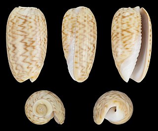 <i>Oliva concavospira</i> Species of gastropod