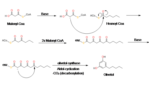 Biosynthesis of olivetol Olivetol biosynthesis.png