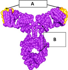 Omalizumab.png