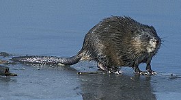 Muskusrat