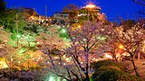 色味の異なる光源による夜桜