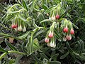 Onosma alborosea