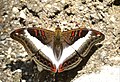 * Nomination: Close wing basking position of Parasarpa dudu (Westwood, 1850) - White Commodore. By User:Thamblyok --Atudu 12:42, 20 May 2024 (UTC) * * Review needed