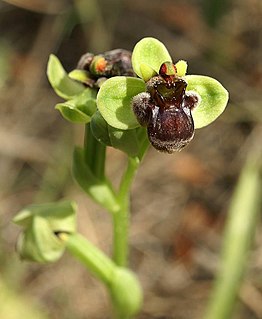 Ophrys gaulosana Species of plant