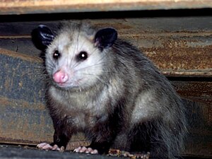 Opossum450.jpg