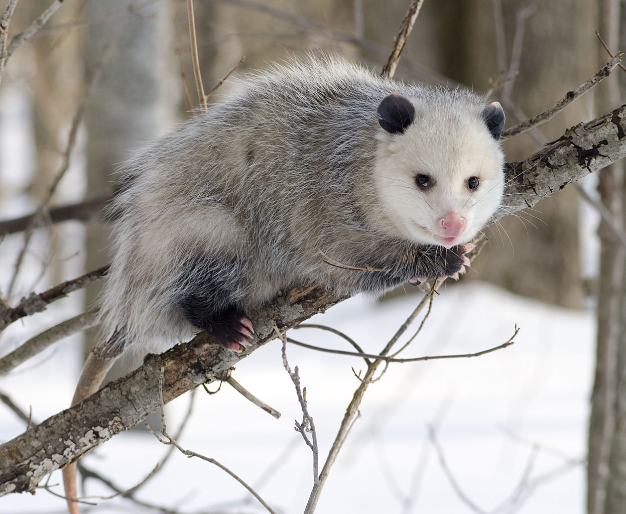 Featured image of post Zarig eya In English Translation The scary possum kid plucking the banjo