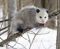 Noud-Opossum (Didelphis virginiana, düütsk de:Nordopossum) in Winterfäl