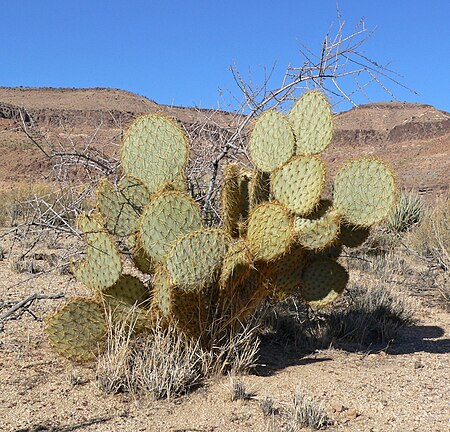 Opuntia_chlorotica