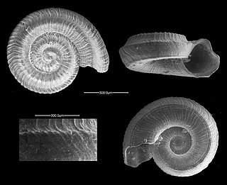 <i>Orbitestella</i> Genus of gastropods