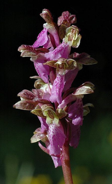 Orchis spitzelii