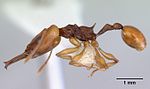 Orectognathus antennatus casent0172360 profile 1.jpg