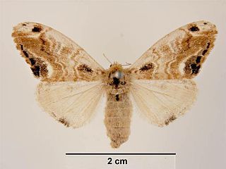 <i>Orgyia thyellina</i> Species of moth