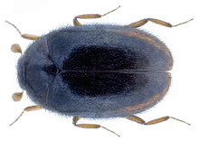 Orphinus fulvipes (Герин-Меневилл, 1838) .png