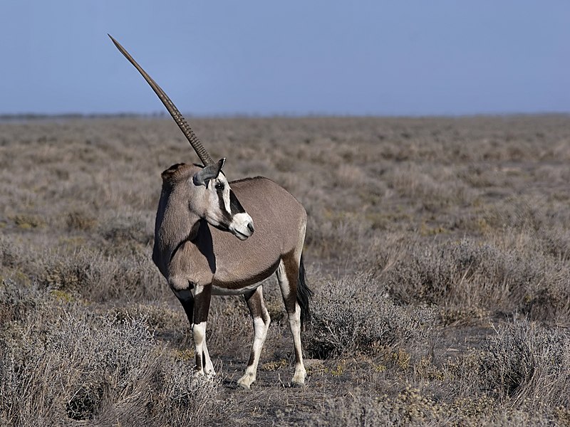 File:Oryx gazella (Gemsbok).jpg