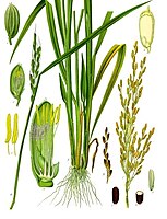 A botanical illustration showing the morphology of the rice plant