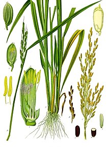 Farbbild einer Illustration der Morphologie einer Reispflanze aus dem 19. Jahrhundert